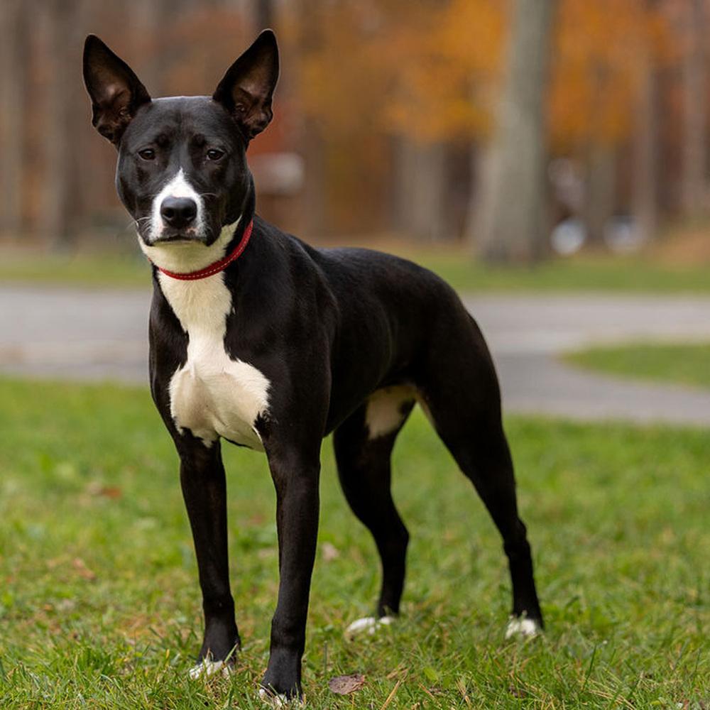 Enlarge Kacey - 25126, a Adoptable mixed breed in Armonk, NY image 6/6