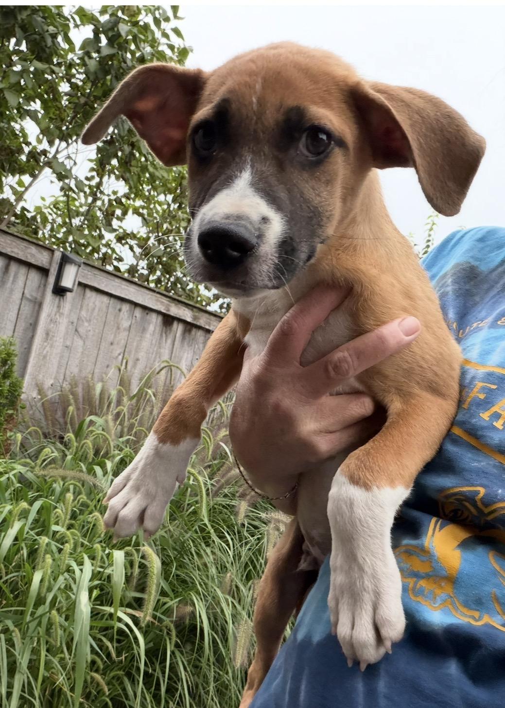 Enlarge Simon, a Adoptable mixed breed in Arlington Heights, IL image 6/6