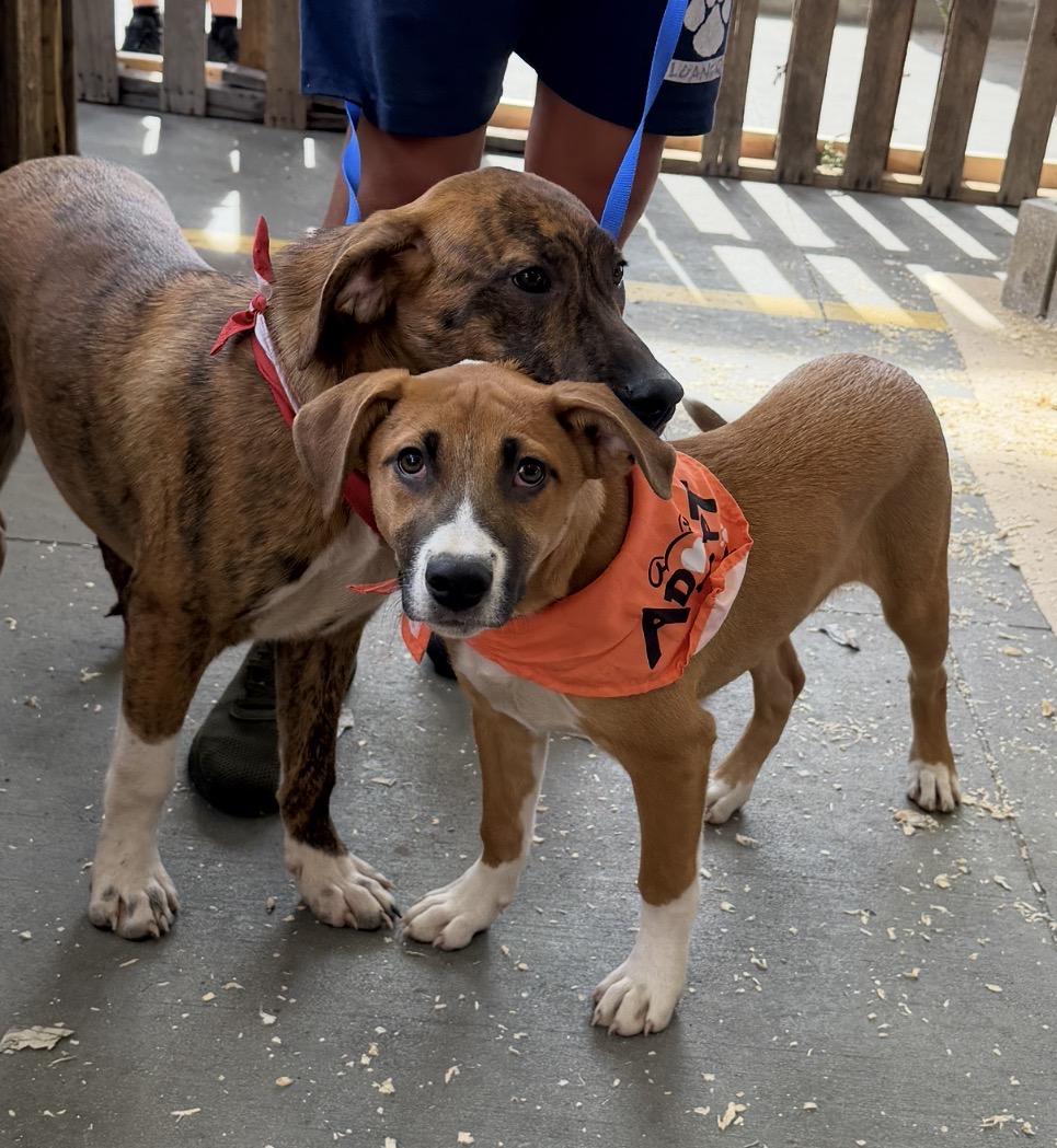 Enlarge Simon, a Adoptable mixed breed in Arlington Heights, IL image 2/6