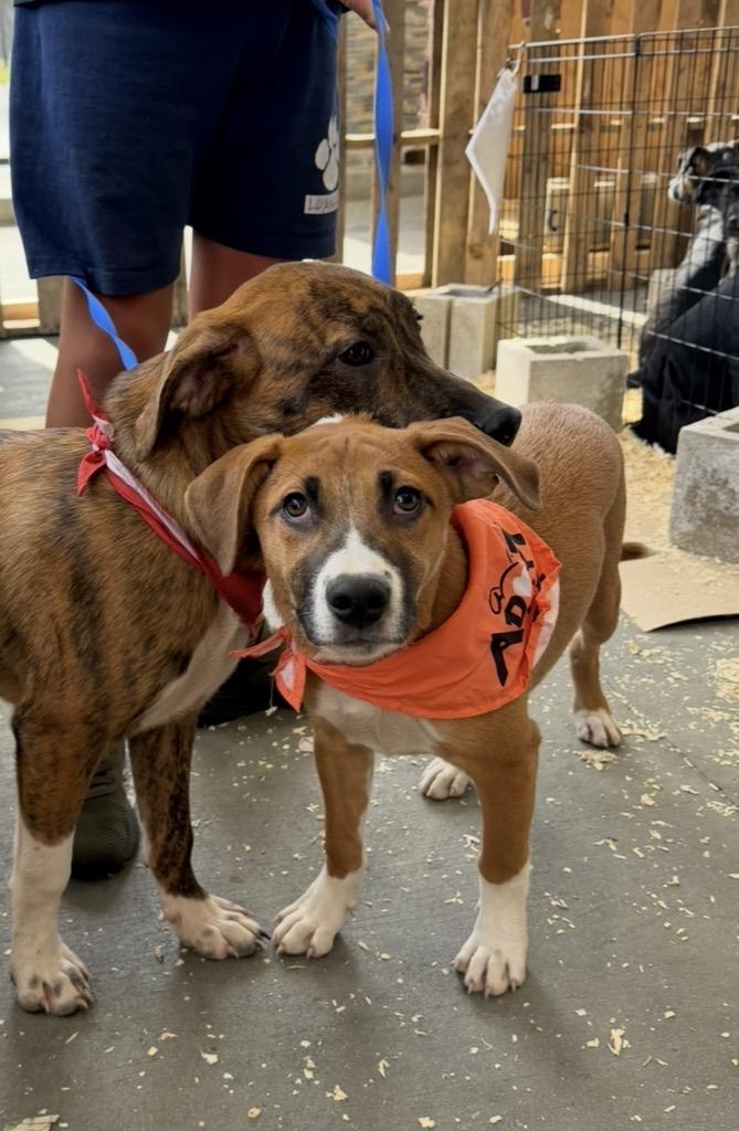 Simon, Adoptable, Puppy Male Beagle & Boxer.