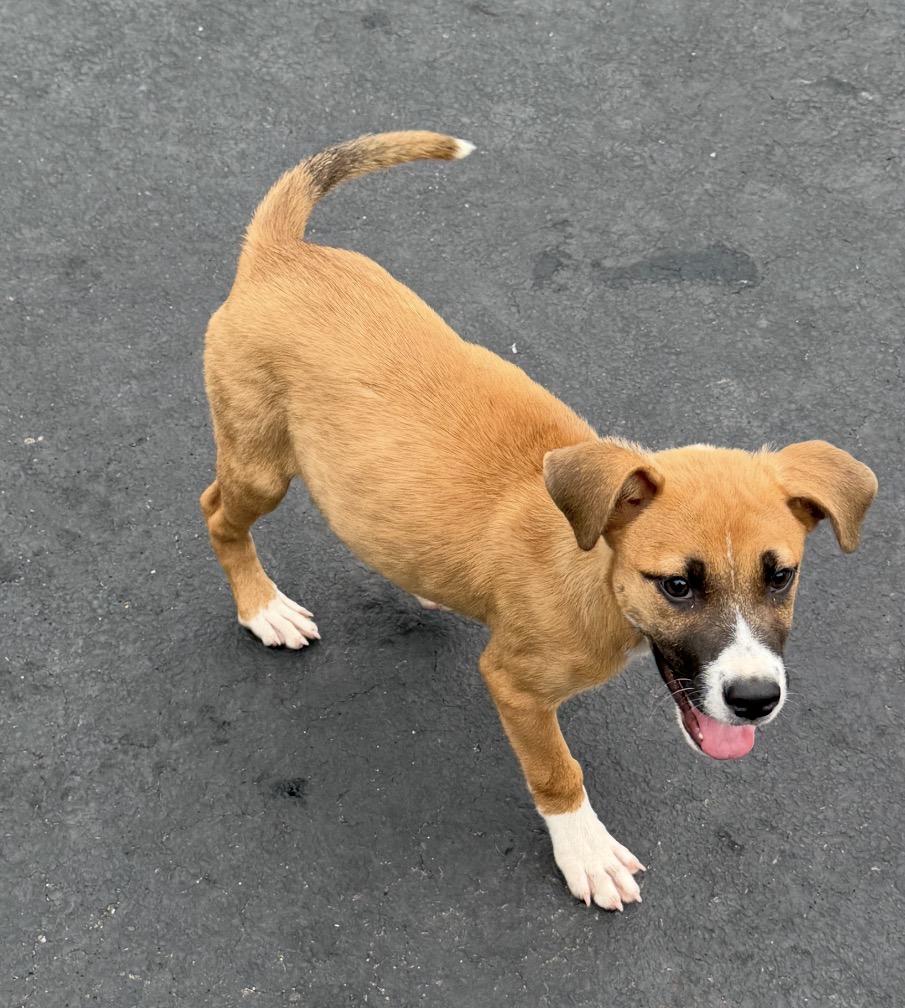 Enlarge Simon, a Adoptable mixed breed in Arlington Heights, IL image 4/6