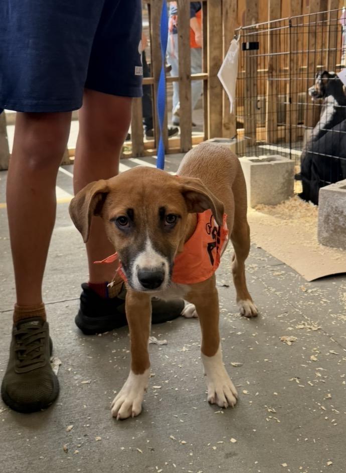 Enlarge Simon, a Adoptable mixed breed in Arlington Heights, IL image 3/6