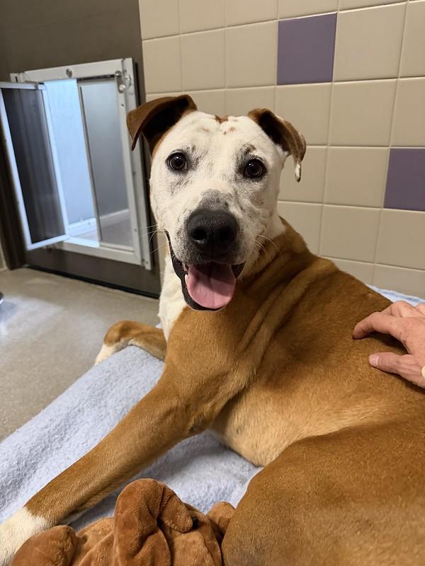 Enlarge Jerry, a ADOPTABLE Mixed Breed in Truckee, CA image 3/4