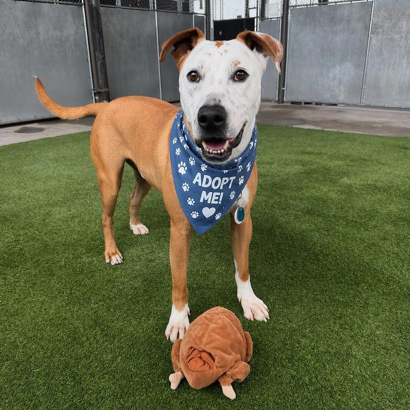 Enlarge Jerry, a ADOPTABLE Mixed Breed in Truckee, CA image 1/4