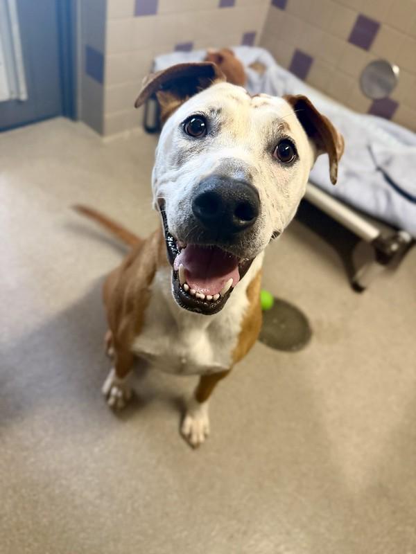 Enlarge Jerry, a ADOPTABLE Mixed Breed in Truckee, CA image 4/4