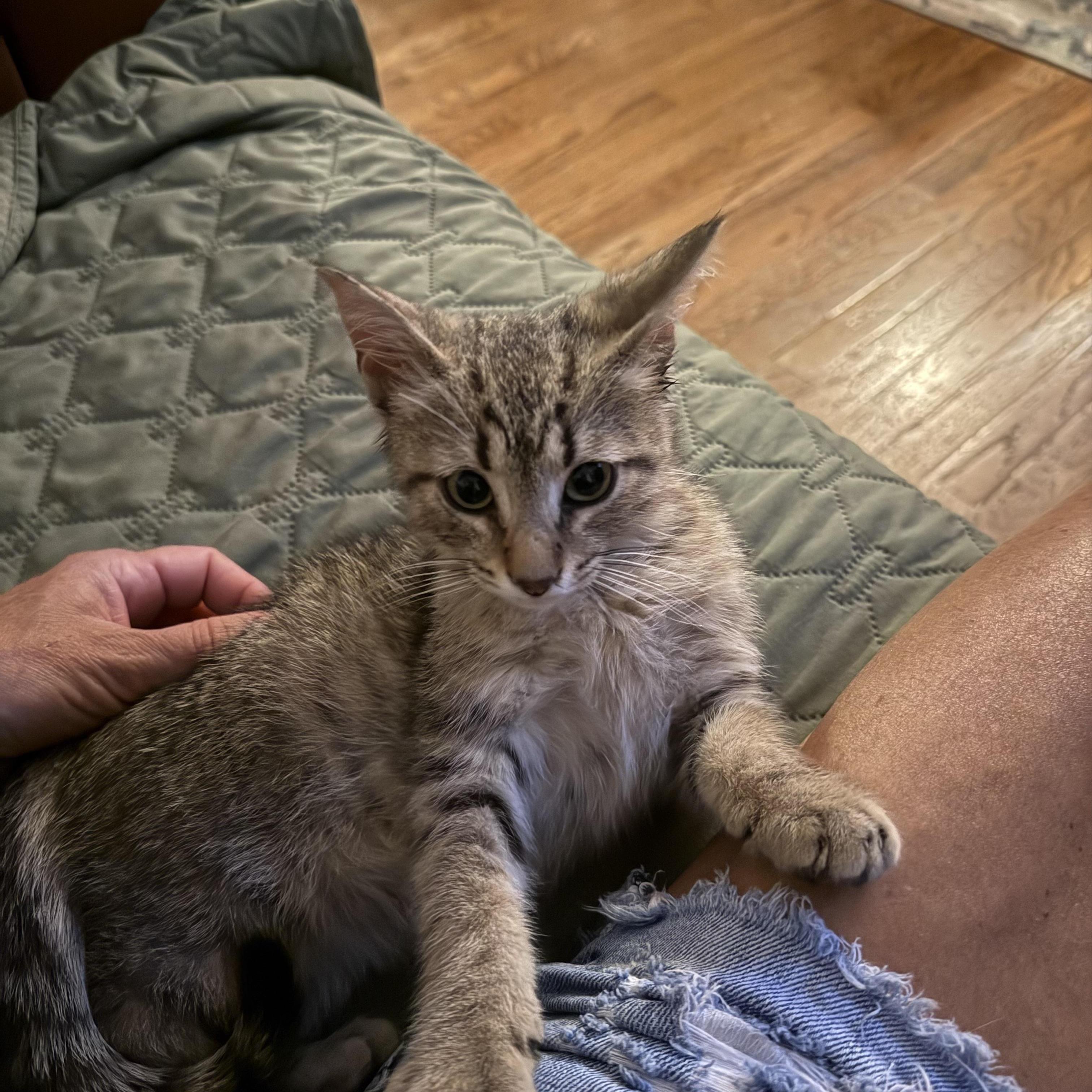 Manny, Adoptable, Young Male Tabby & American Wirehair.