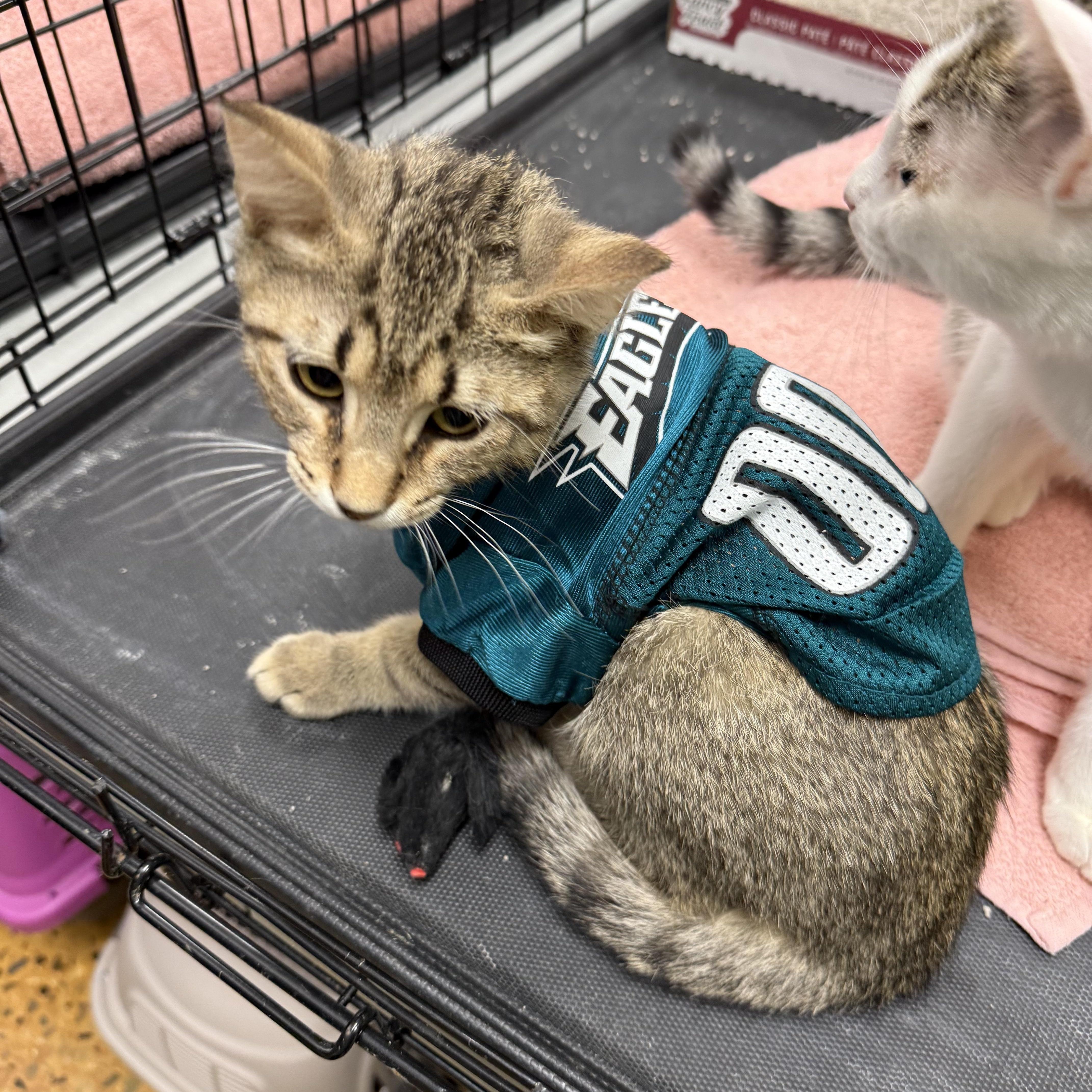 Manny, a Adoptable mixed breed in Avondale, PA image 2/4