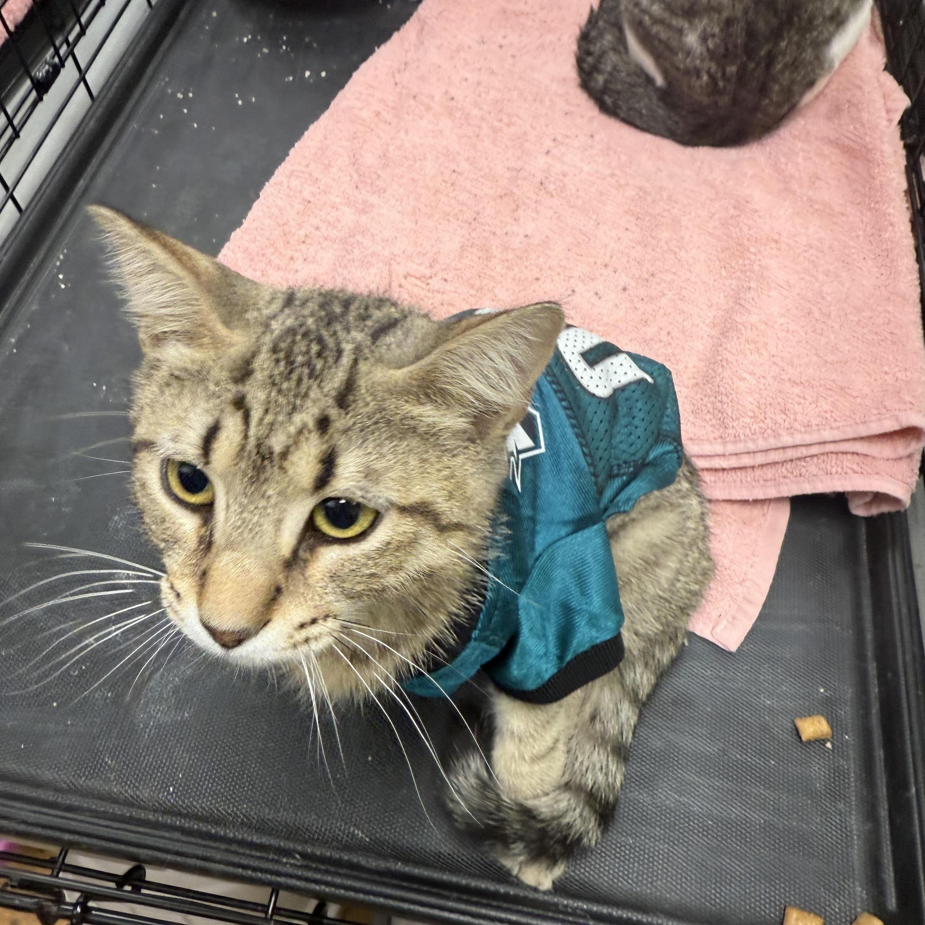 Manny, a Adoptable mixed breed in Avondale, PA image 3/4