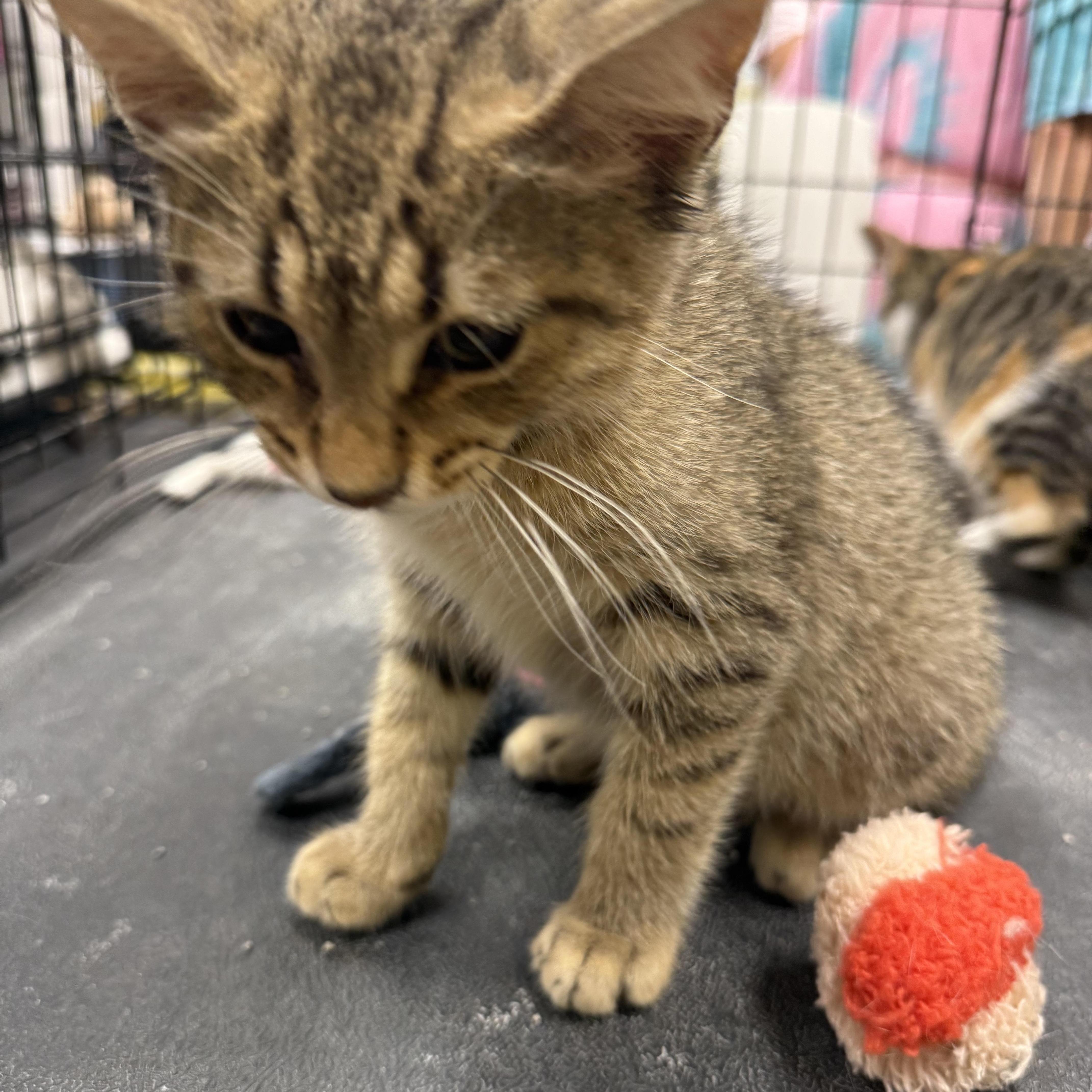 Manny, a Adoptable mixed breed in Avondale, PA image 4/4