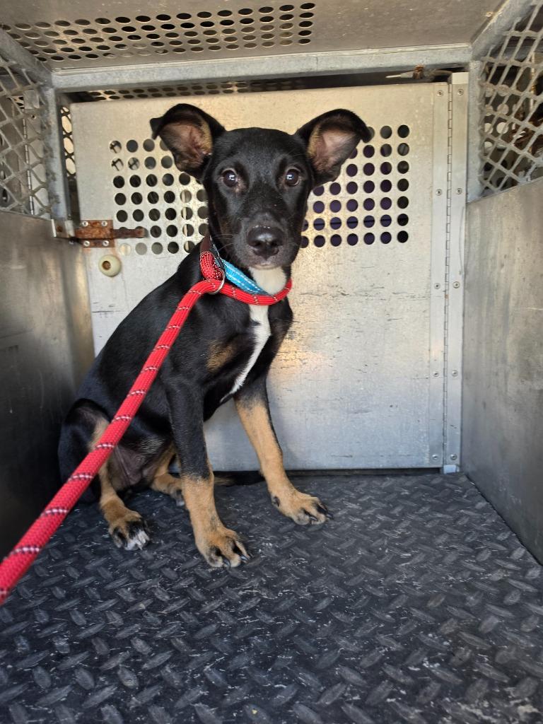 Queen Gorgo, Adoptable, Puppy Female Shepherd & Mixed Breed.