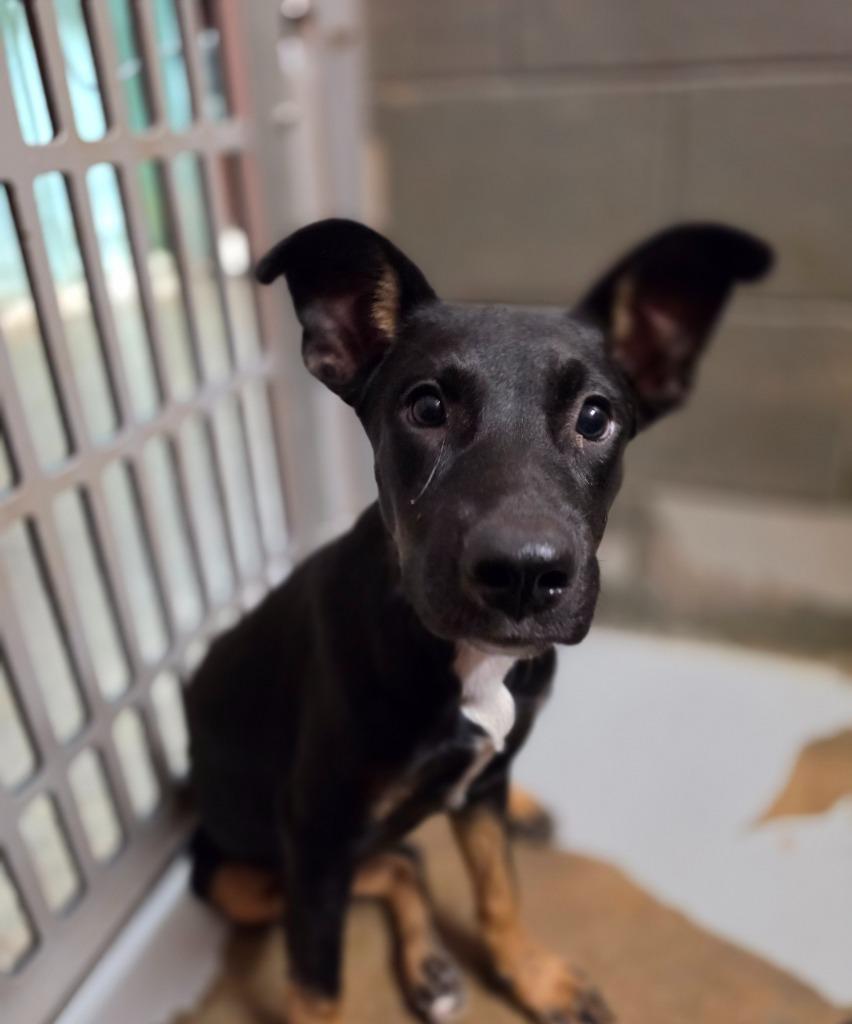 Queen Gorgo, a Adoptable mixed breed in Rockport, TX image 2/4