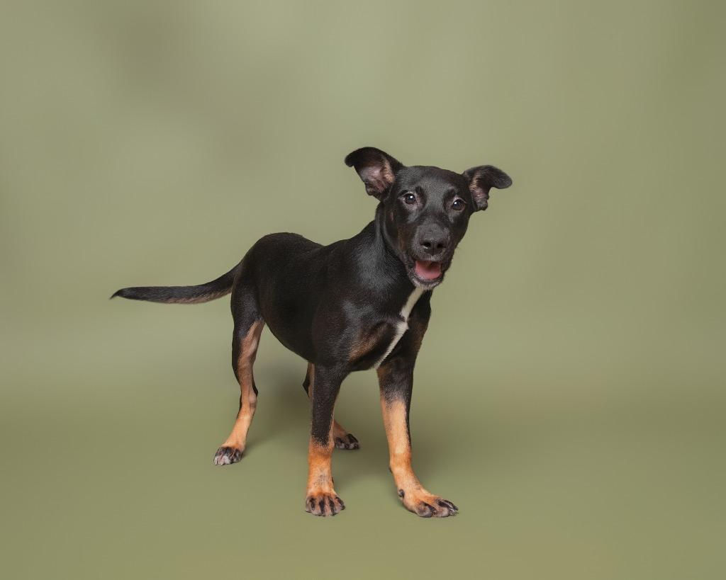Enlarge Queen Gorgo, a Adoptable mixed breed in Rockport, TX image 3/6