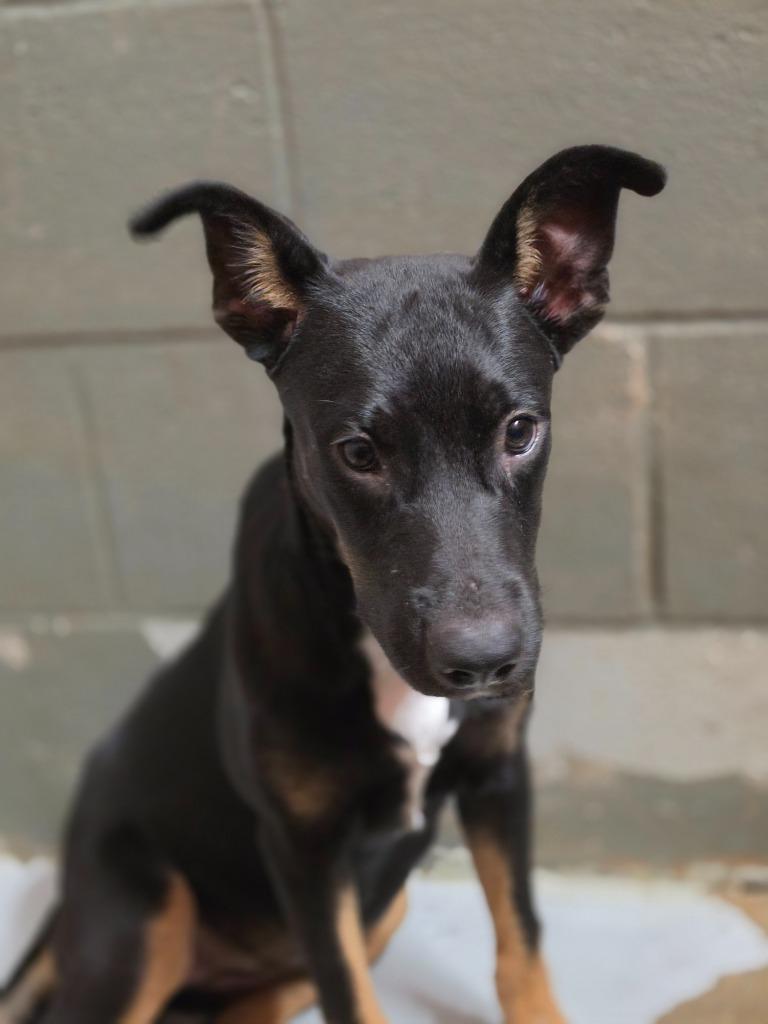 Queen Gorgo, a Adoptable mixed breed in Rockport, TX image 3/4