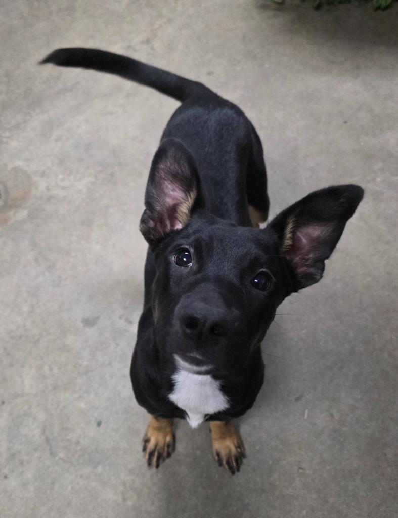 Queen Gorgo, a Adoptable mixed breed in Rockport, TX image 4/4