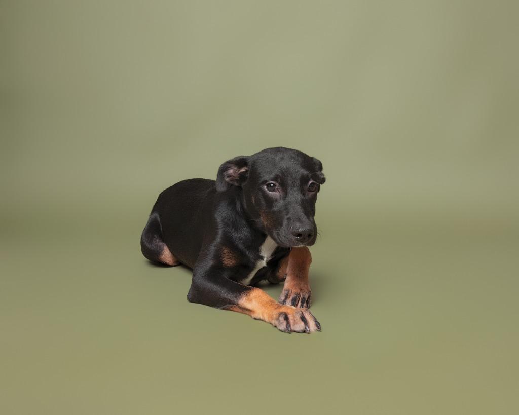 Enlarge Queen Gorgo, a Adoptable mixed breed in Rockport, TX image 6/6