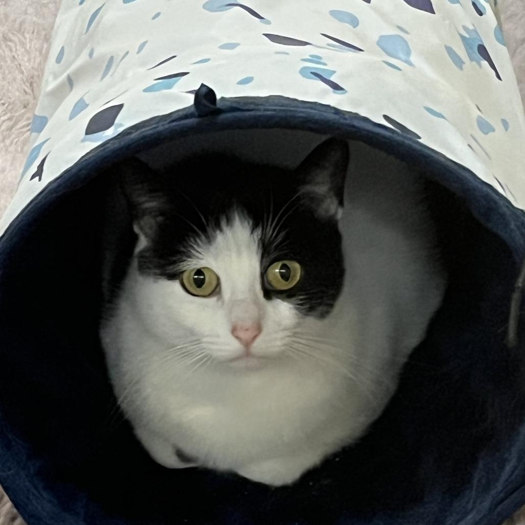 Mother Hen — thumbnail 2