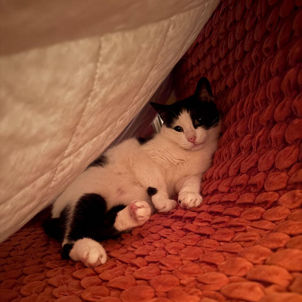 Mother Hen — thumbnail 3