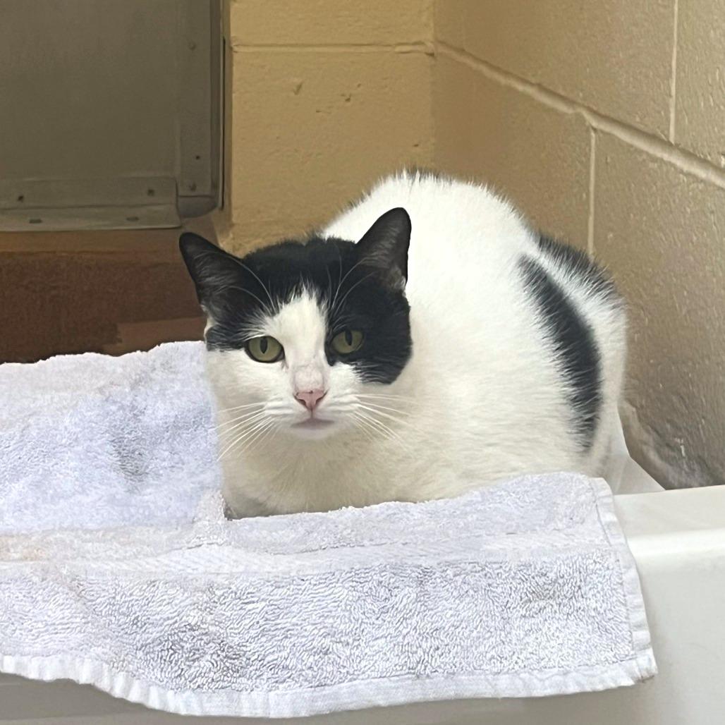 Mother Hen — thumbnail 4