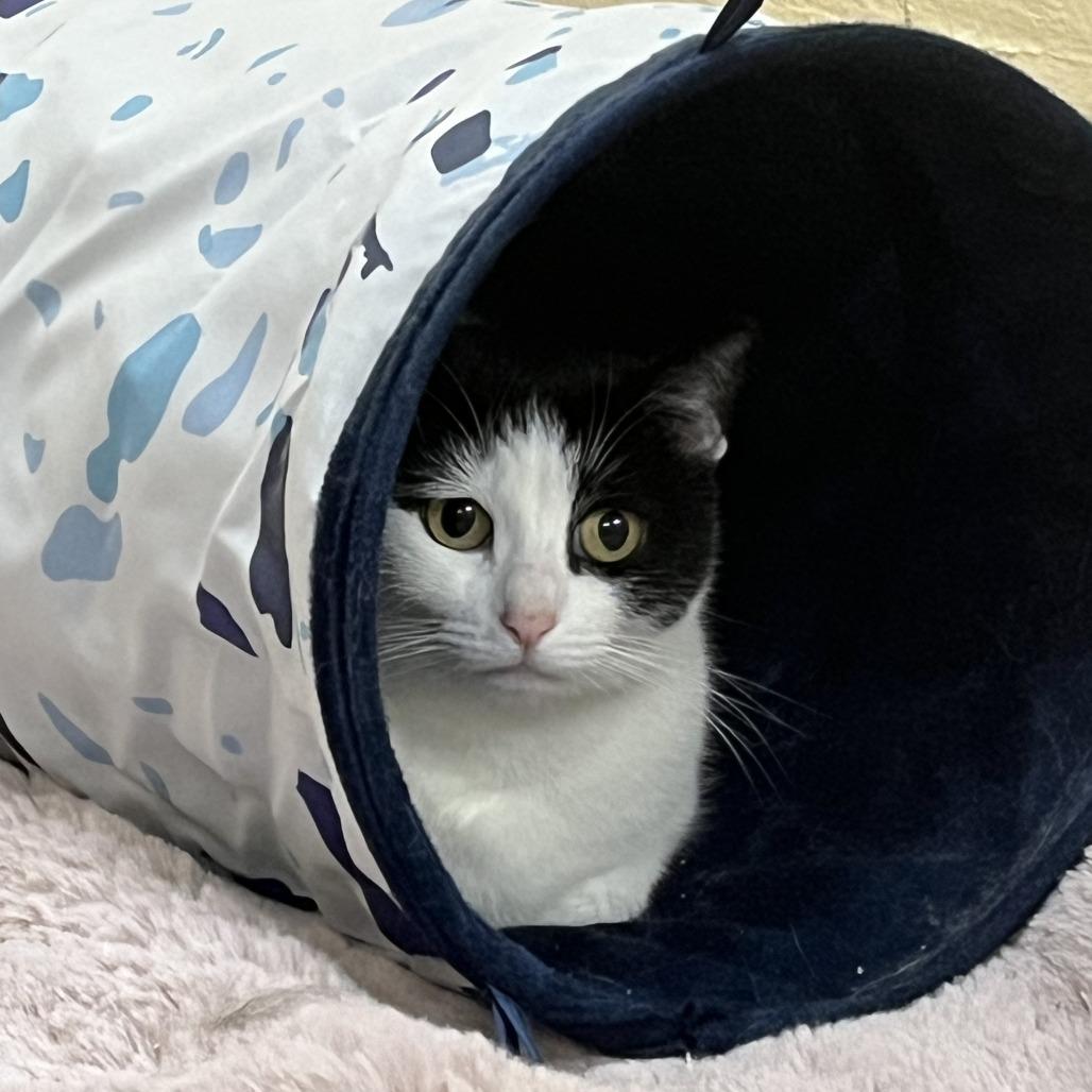 Mother Hen — thumbnail 6