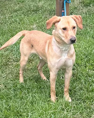 Enlarge Jake, a Adoptable mixed breed in Lake Wylie, SC image 5/5