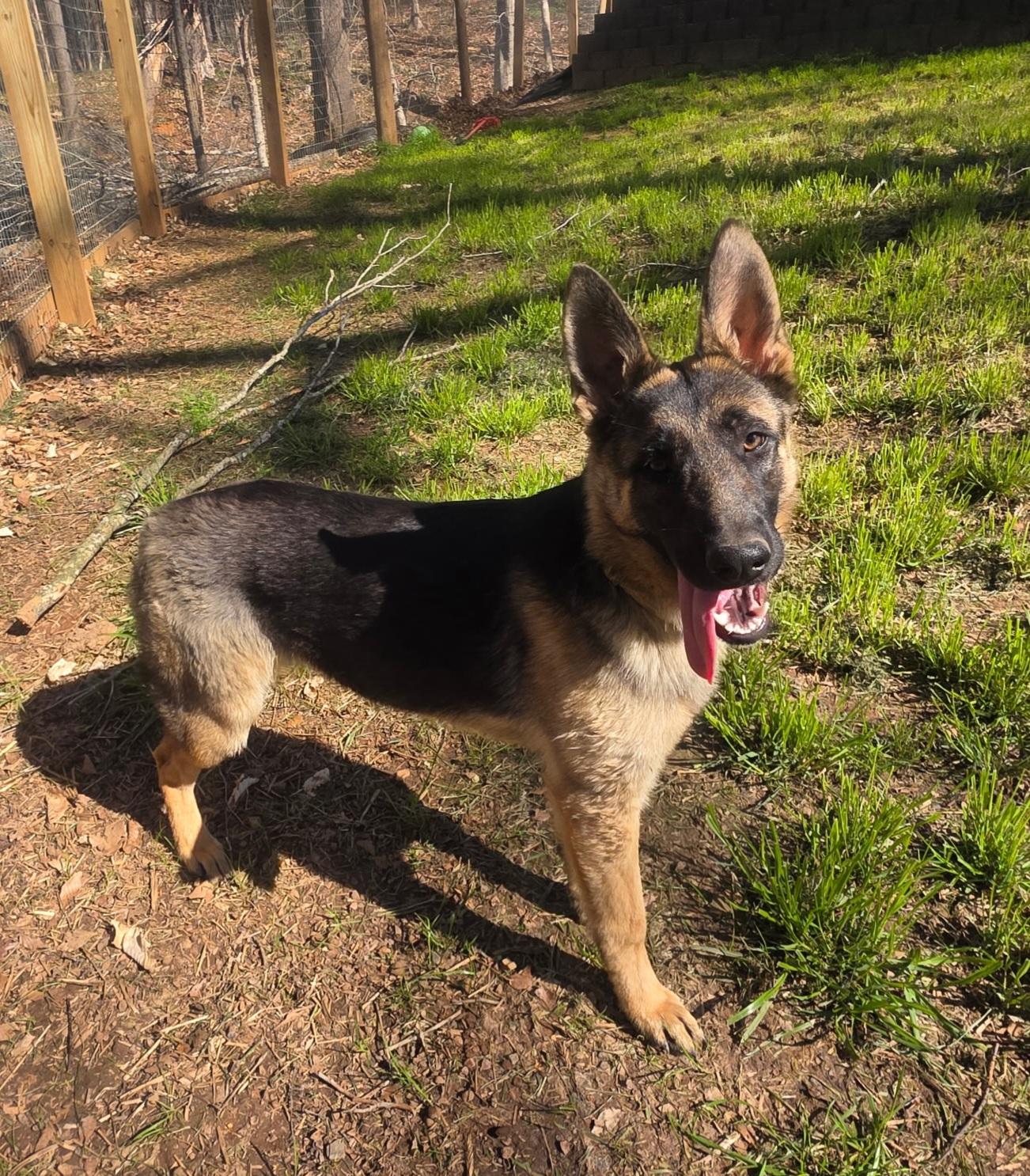 Sapphire , Adoptable, Young Female German Shepherd Dog.