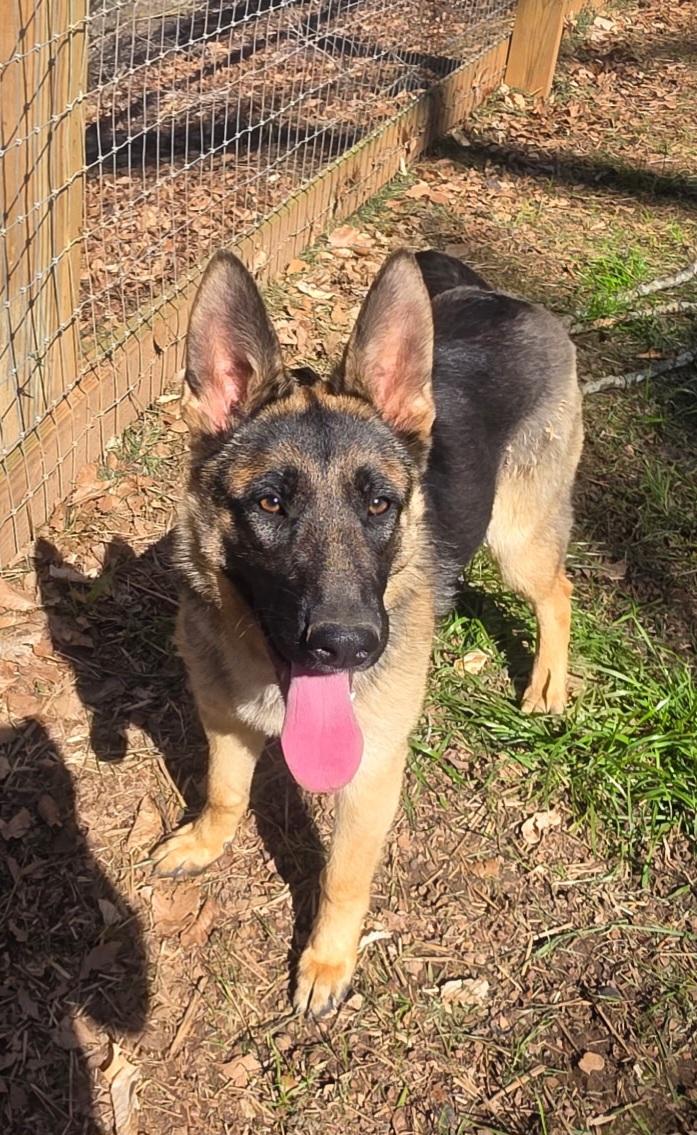 Enlarge Sapphire , a Adoptable German Shepherd Dog in Clover, SC image 2/4