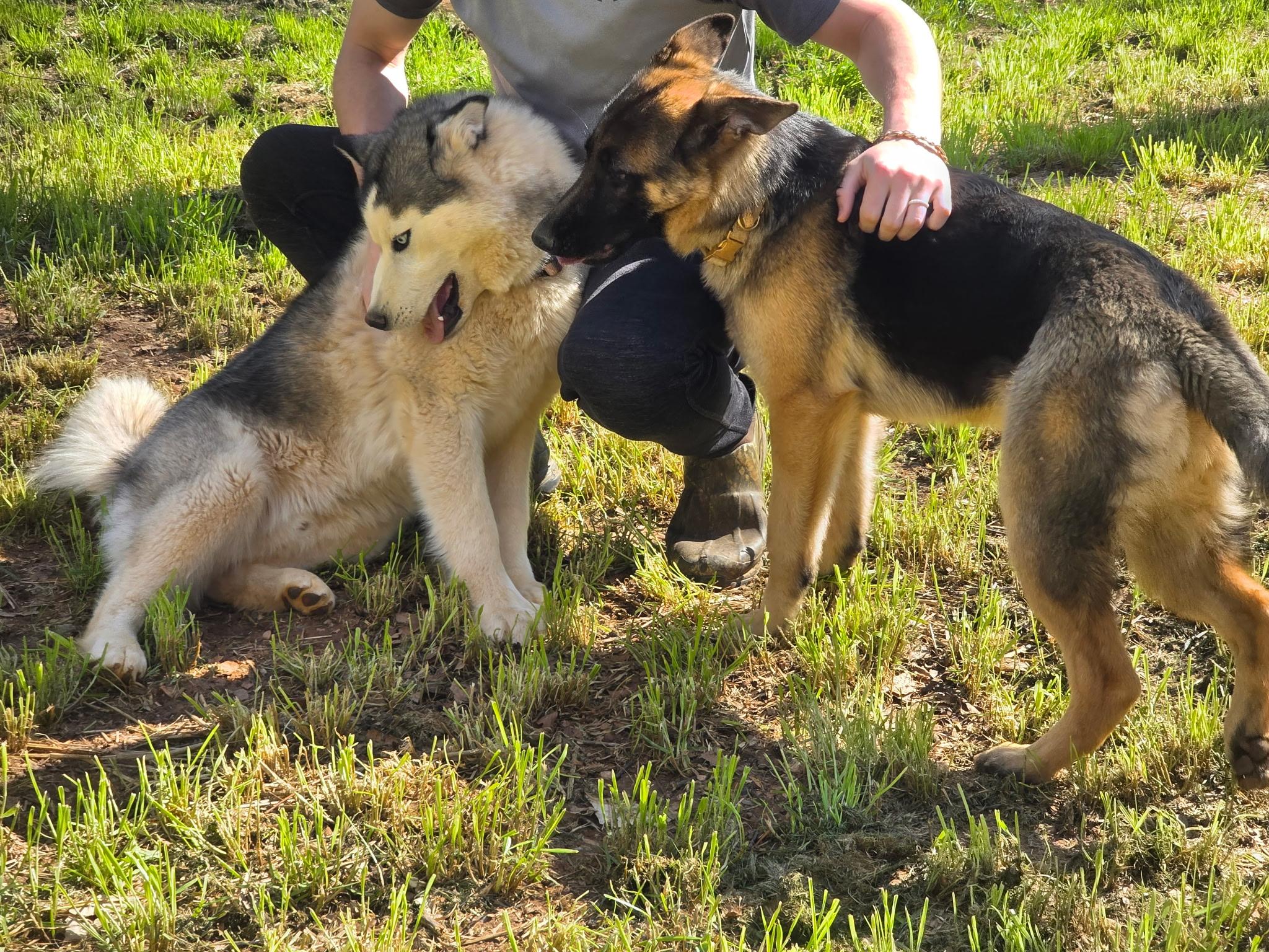 Enlarge Sapphire , a Adoptable German Shepherd Dog in Clover, SC image 3/4