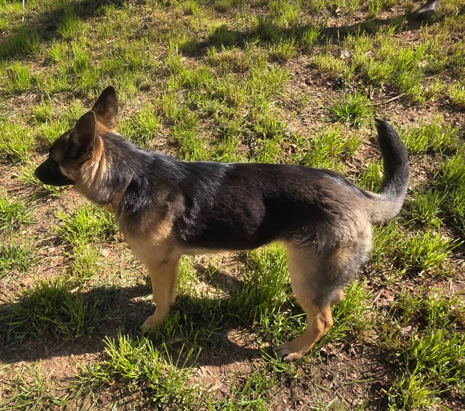 Enlarge Sapphire , a Adoptable German Shepherd Dog in Clover, SC image 4/4