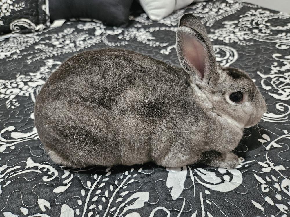 Chaupette, Adoptable, Adult Female Rex.
