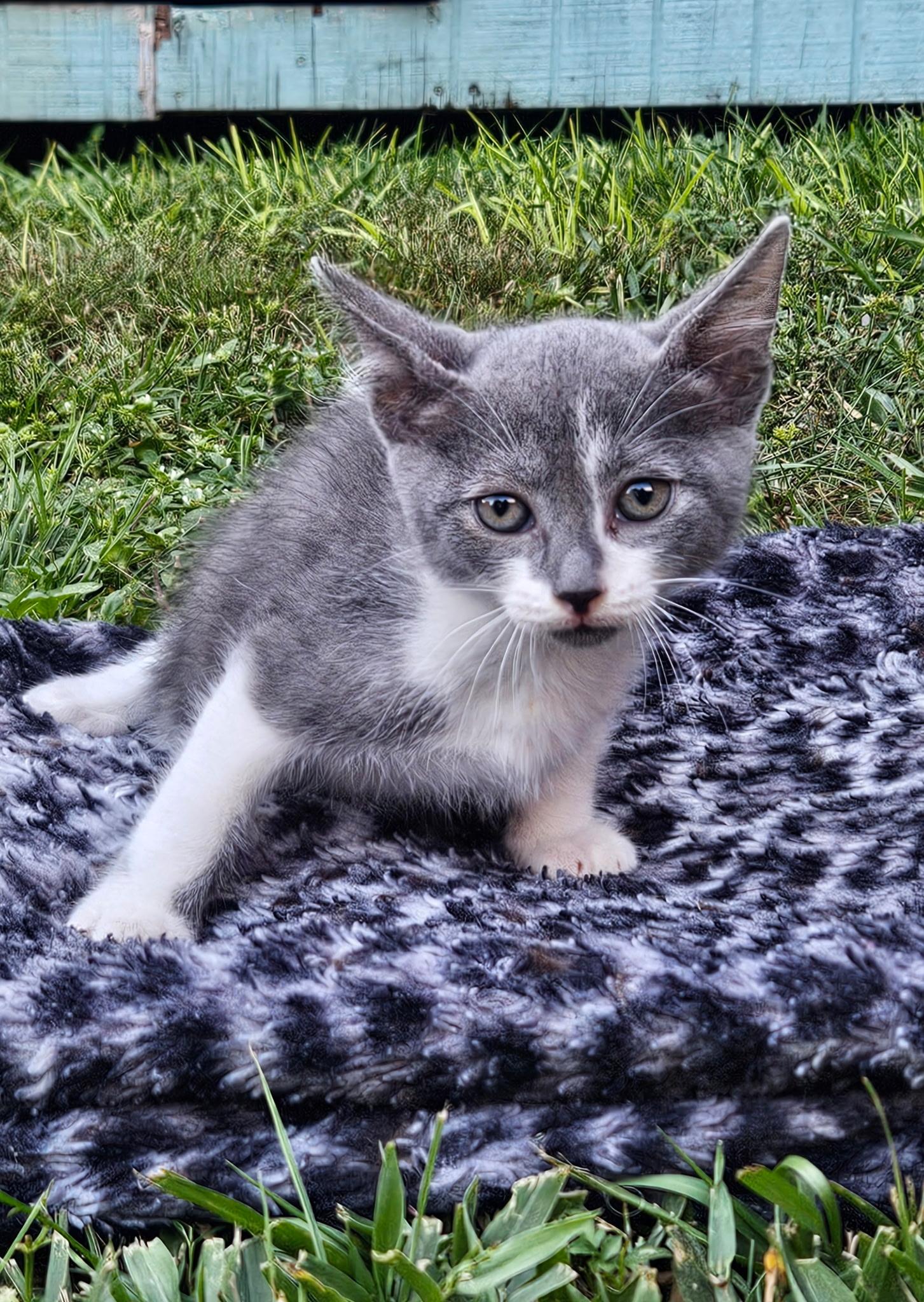 Enlarge Tom, a Adoptable Domestic Short Hair in Brooksville, FL image 2/2