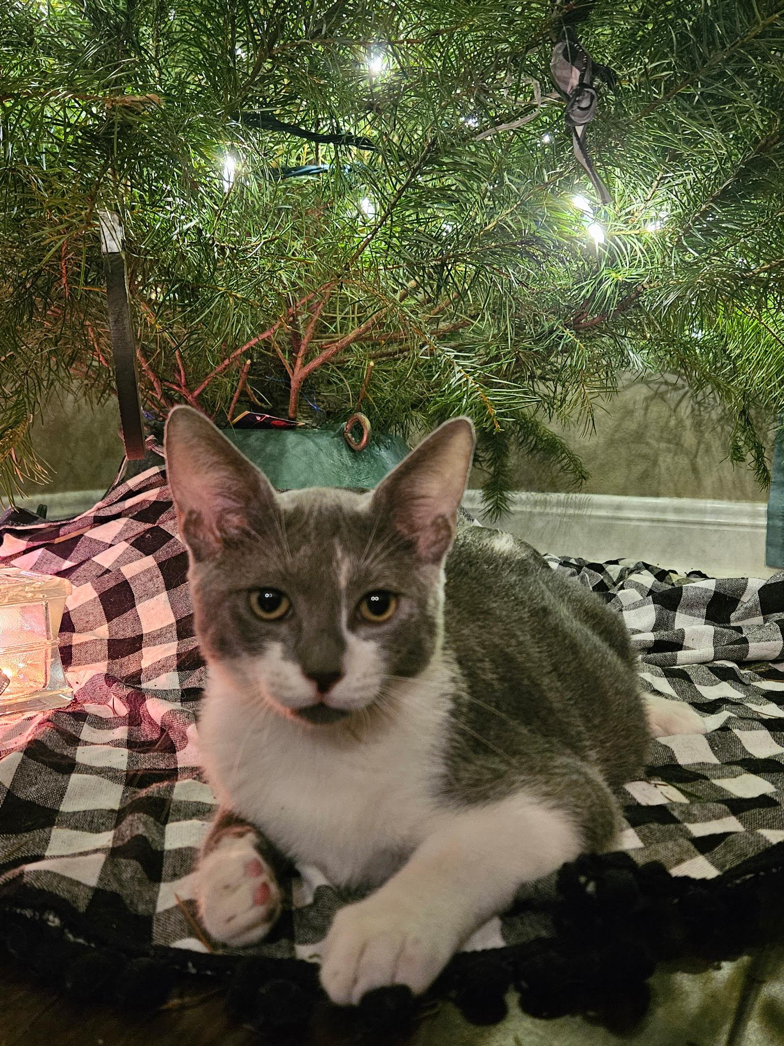 Tom, a Adoptable Domestic Short Hair in Brooksville, FL image 1/3