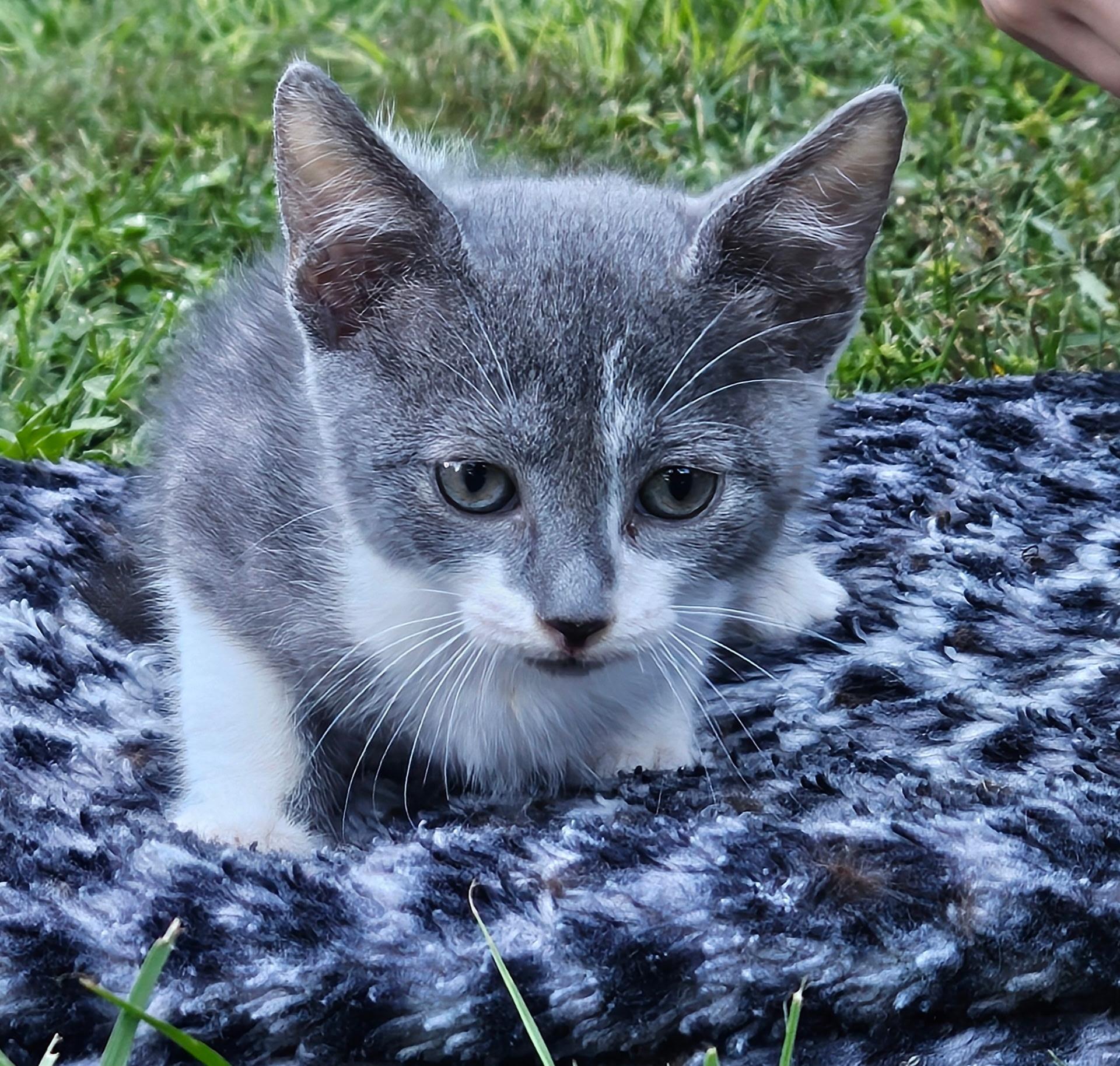 Enlarge Tom, a Adoptable Domestic Short Hair in Brooksville, FL image 1/2