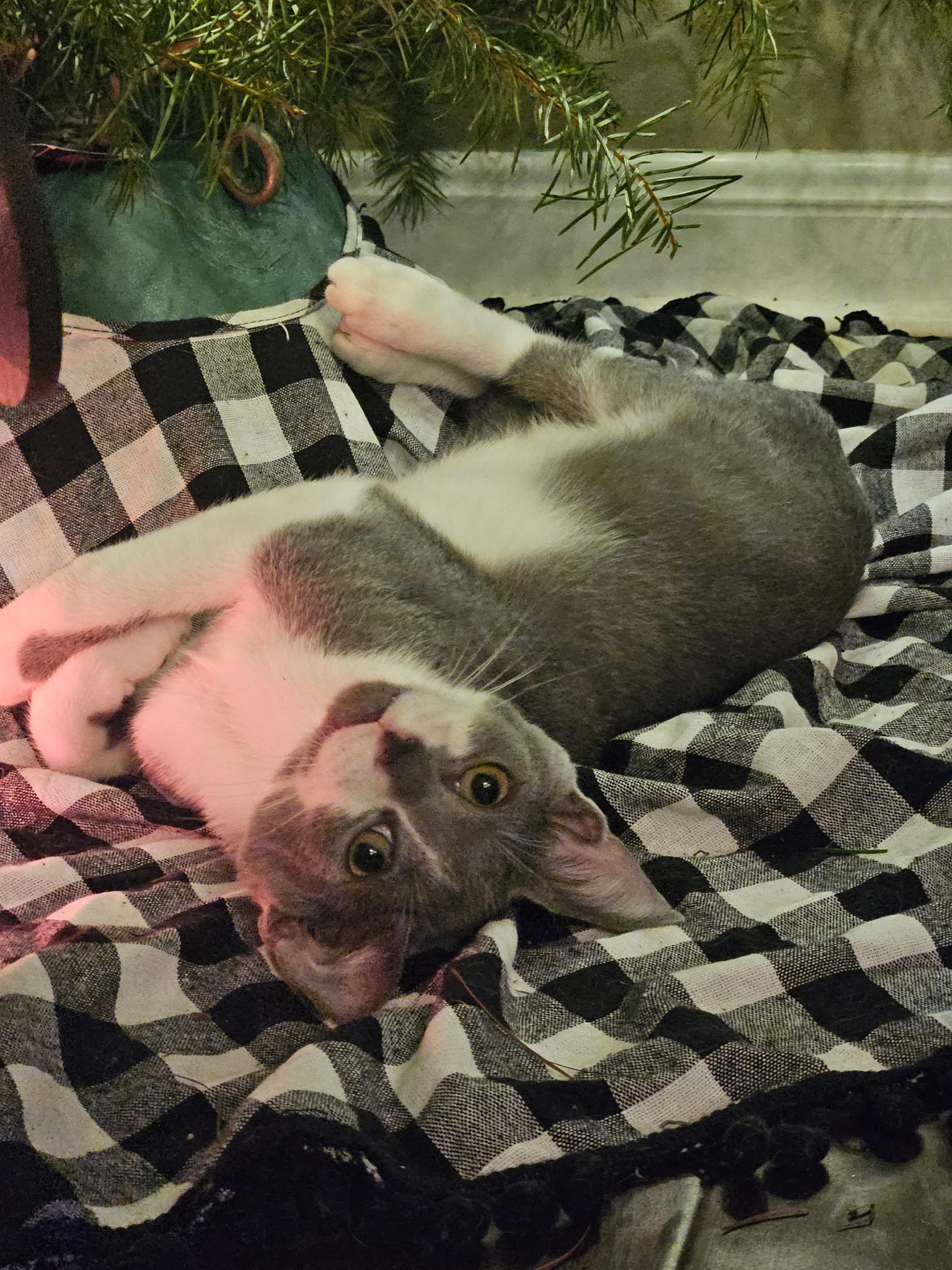 Tom, a Adoptable Domestic Short Hair in Brooksville, FL image 3/3