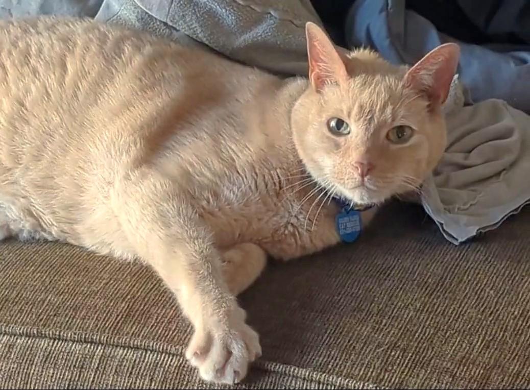 Enlarge Ryder, a Adoptable Domestic Short Hair in Monterey, CA image 4/4