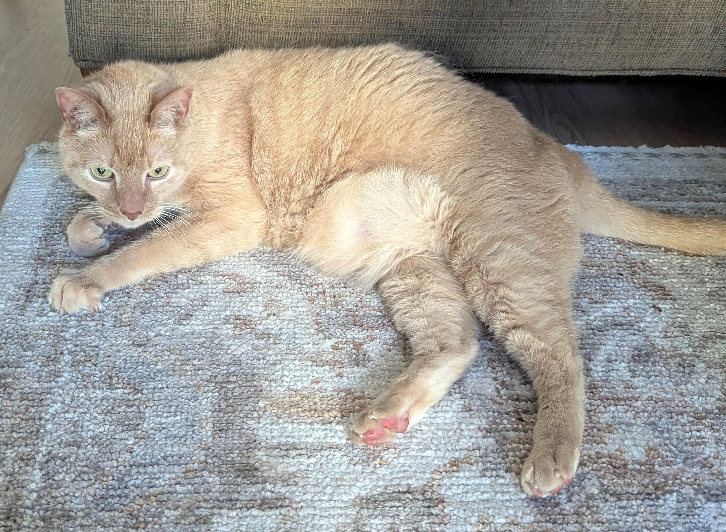 Enlarge Ryder, a Adoptable Domestic Short Hair in Monterey, CA image 3/4