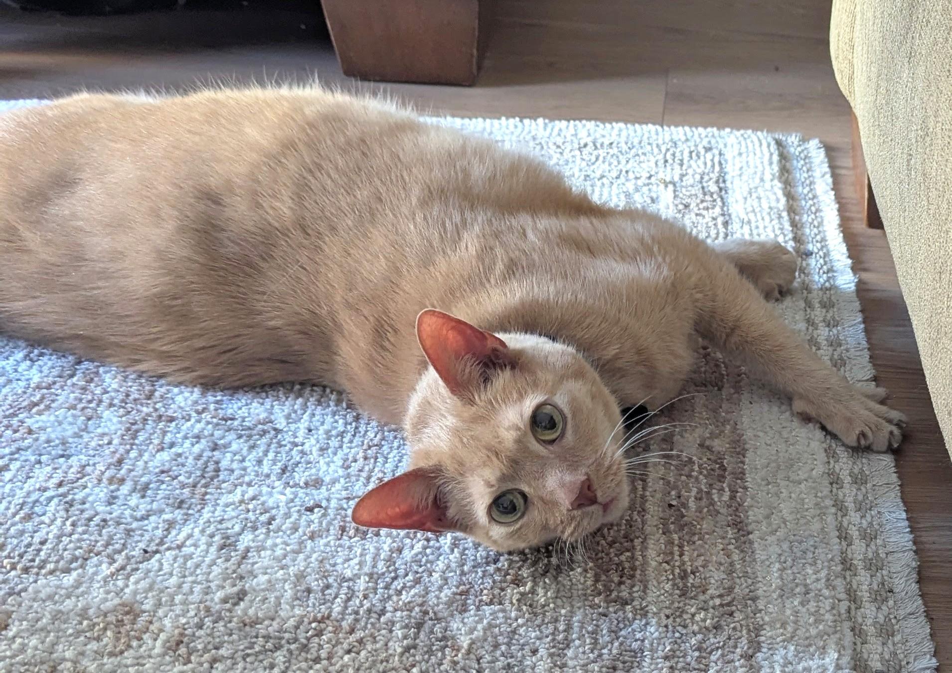 Enlarge Ryder, a Adoptable Domestic Short Hair in Monterey, CA image 2/4