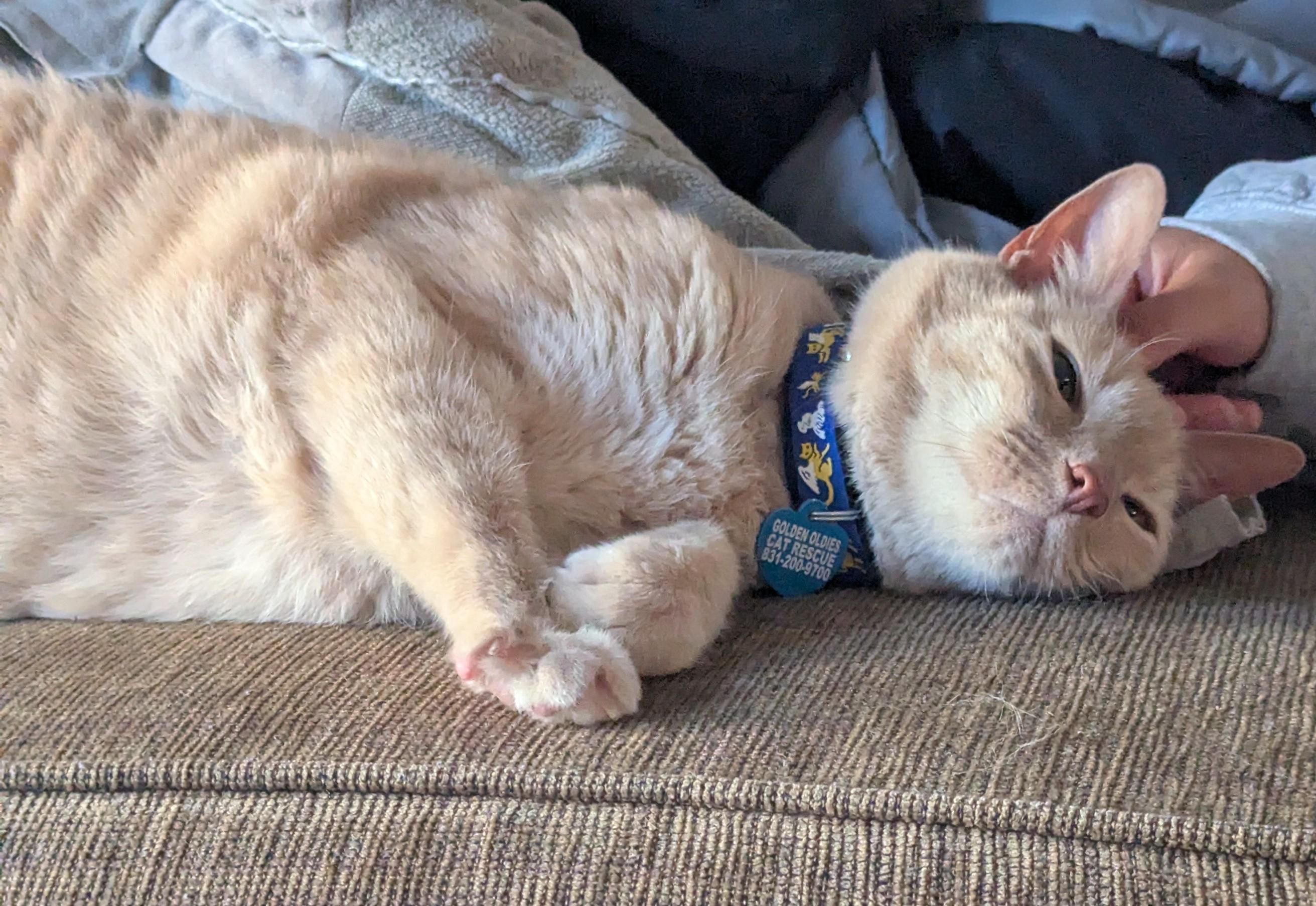 Ryder, Adoptable, Senior Male Domestic Short Hair.