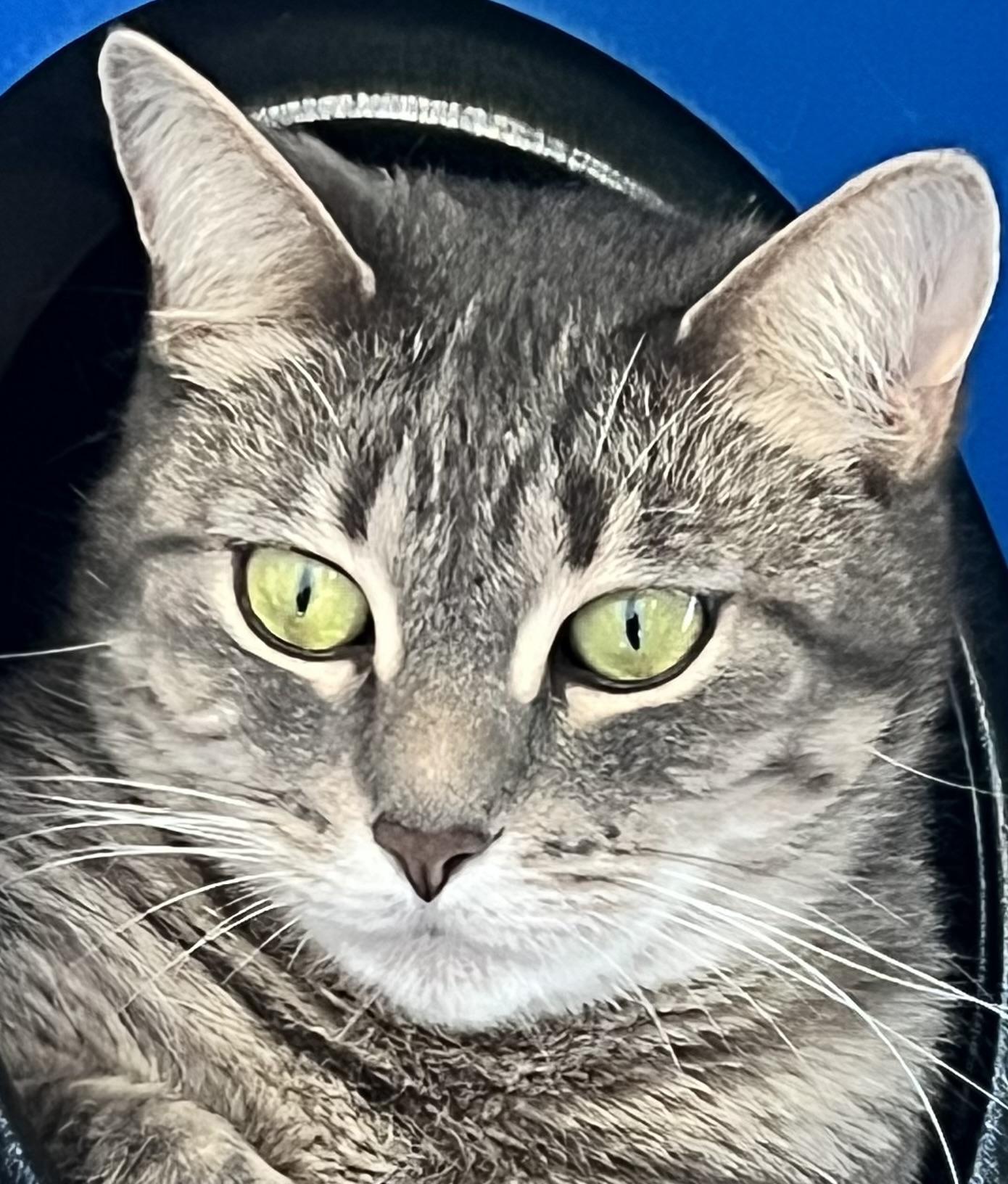 Enlarge Winnie, a Adoptable Domestic Short Hair in Sault Sainte Marie, MI image 1/5