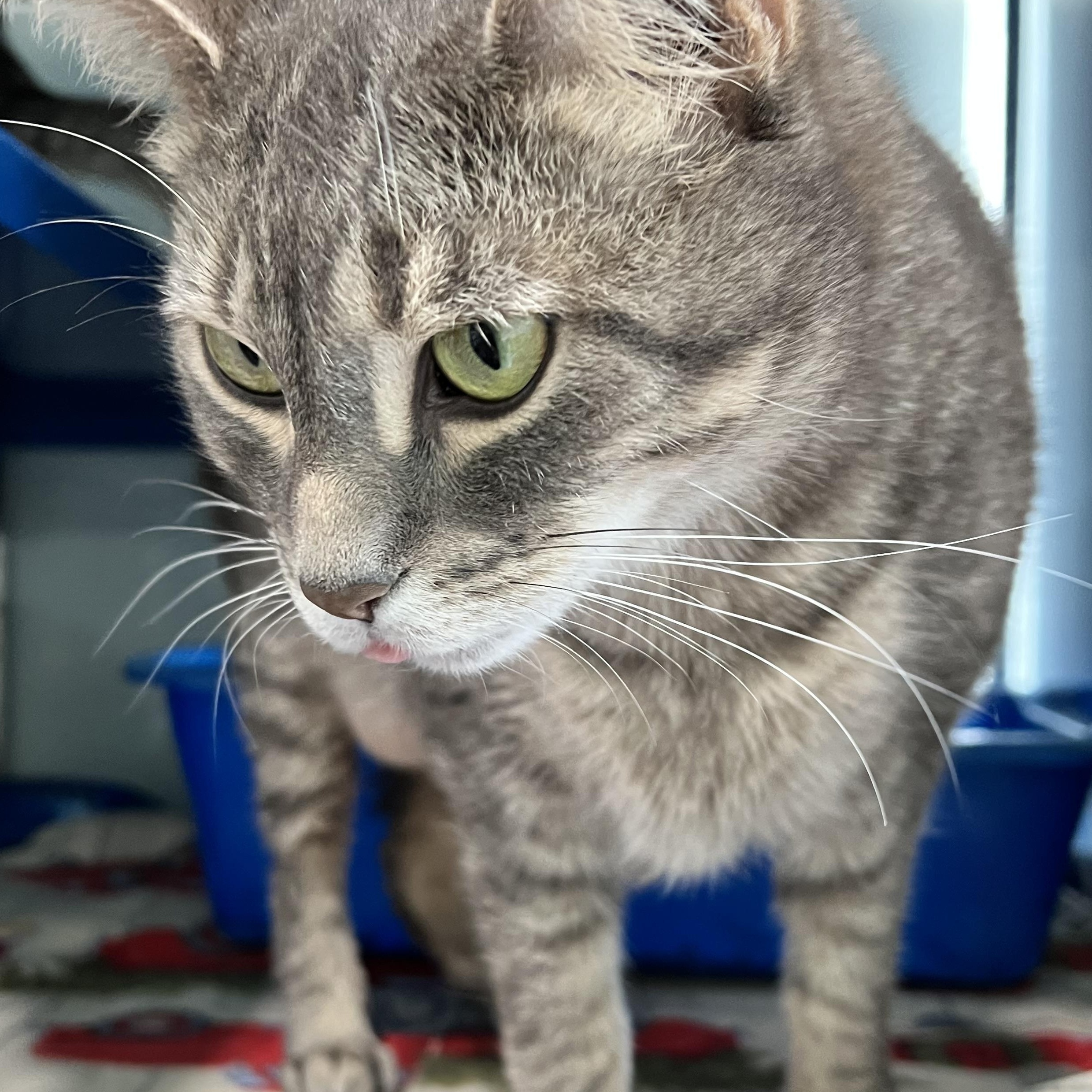 Enlarge Winnie, a Adoptable Domestic Short Hair in Sault Sainte Marie, MI image 2/5