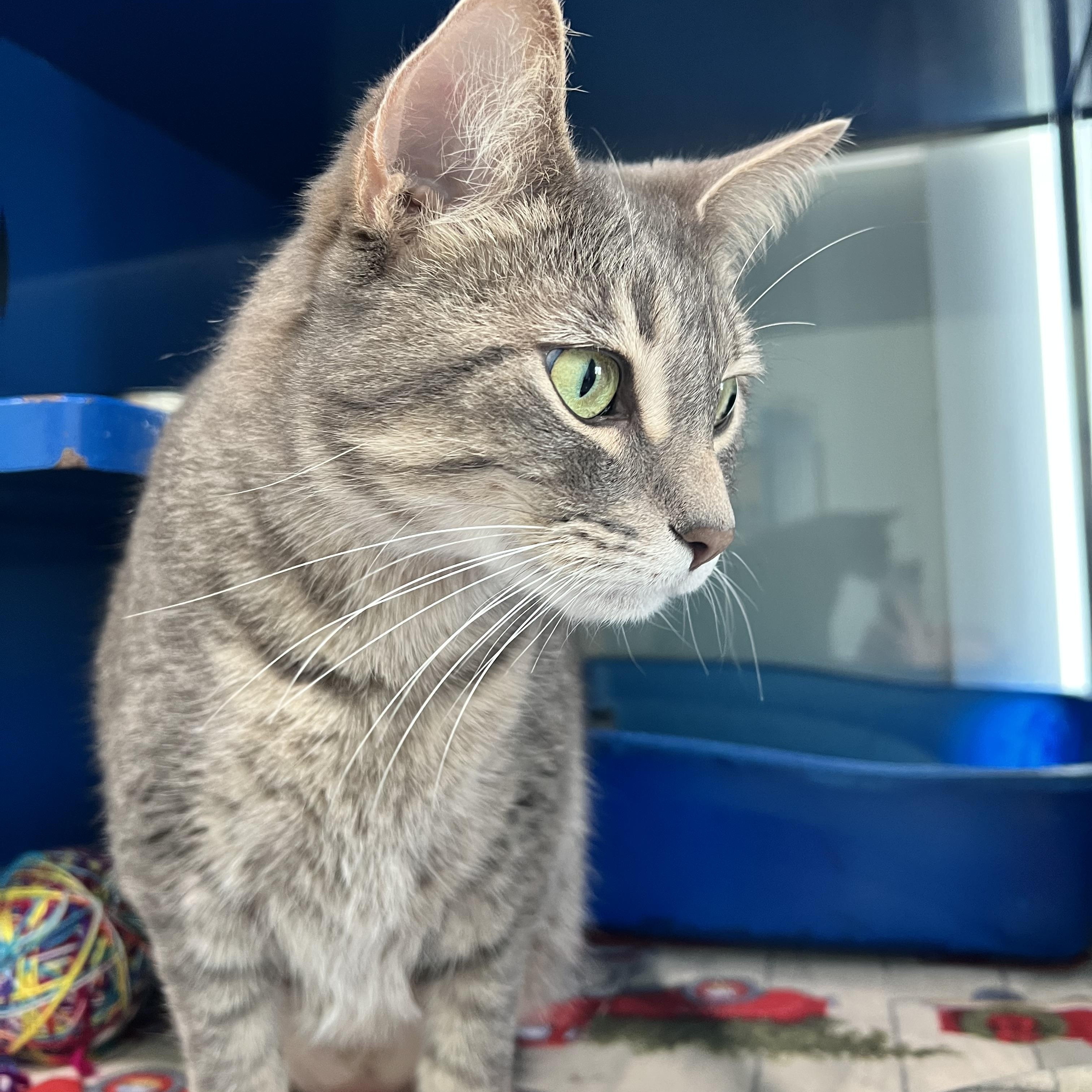 Enlarge Winnie, a Adoptable Domestic Short Hair in Sault Sainte Marie, MI image 3/5