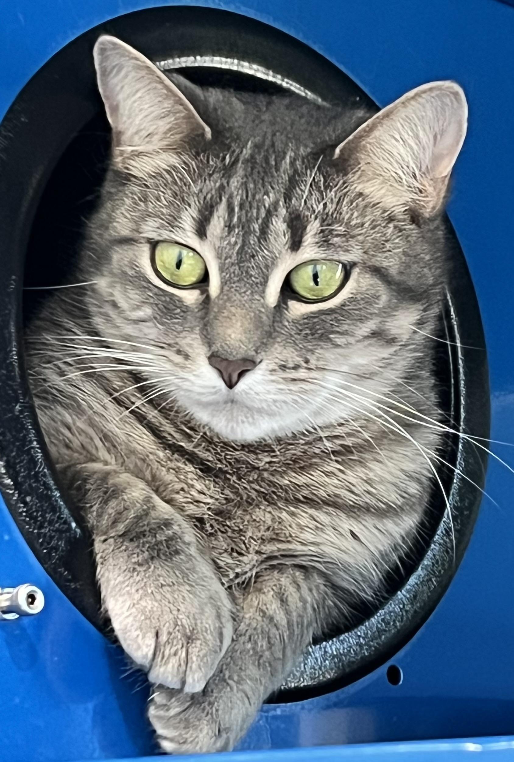 Enlarge Winnie, a Adoptable Domestic Short Hair in Sault Sainte Marie, MI image 5/5