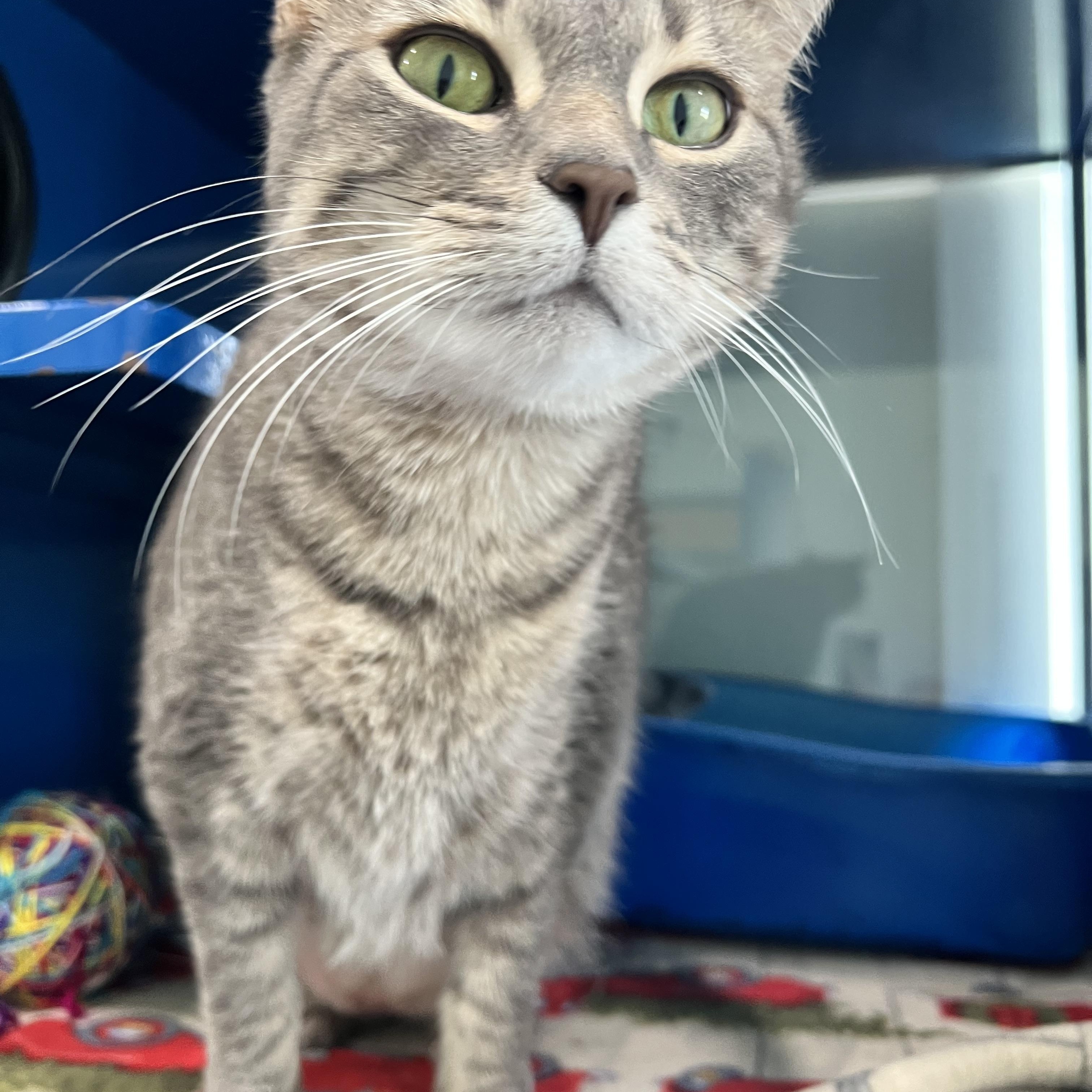 Enlarge Winnie, a Adoptable Domestic Short Hair in Sault Sainte Marie, MI image 4/5