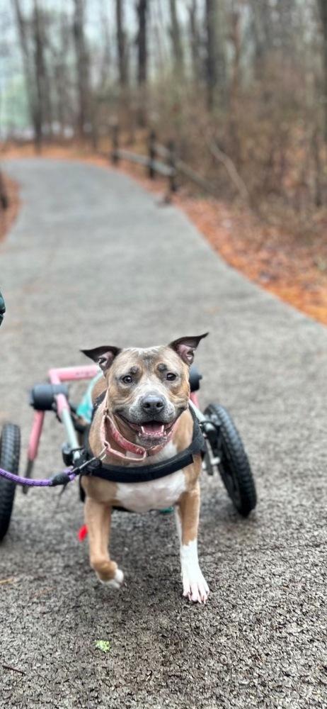 Coral, Adoptable, Adult Female Pit Bull Terrier & American Staffordshire Terrier.