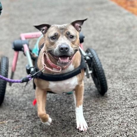 Enlarge Coral, a Adoptable mixed breed in Wenonah, NJ image 2/3