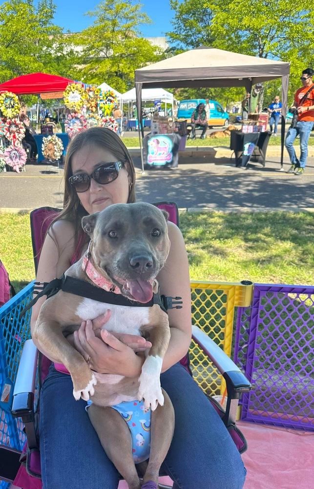 Enlarge Coral, a Adoptable mixed breed in Wenonah, NJ image 2/3