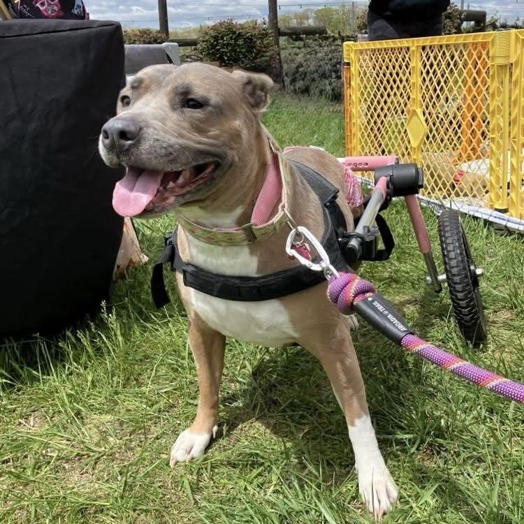 Coral, Adoptable, Adult Female Pit Bull Terrier & American Staffordshire Terrier.