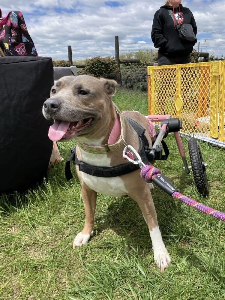 Enlarge Coral, a Adoptable mixed breed in Wenonah, NJ image 3/3