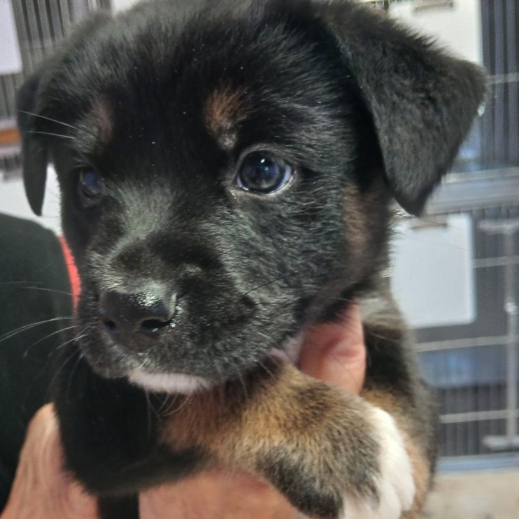 Flurry, Adoptable, Puppy Female Mixed Breed.
