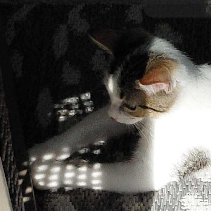 Enlarge Chester, a Adoptable Domestic Medium Hair in Brevard, NC image 1/3