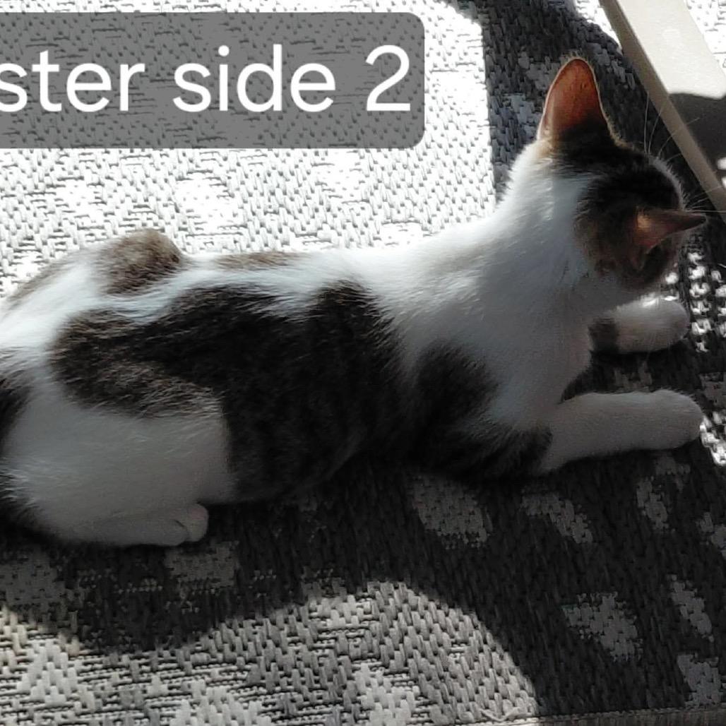 Enlarge Chester, a Adoptable Domestic Medium Hair in Brevard, NC image 2/3
